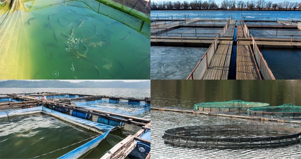  Water Treatment: A Crucial Factor in Sustainable Fish Farming